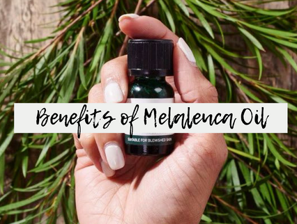 5 Reasons Why Tea Tree Oil Is Your Holy Grail 5 Reasons Why Tea Tree Oil Is Your Holy Grail Favful